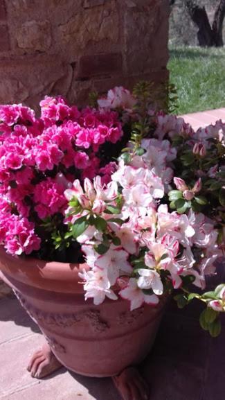 Agriturismo Marinella 阿米里亚 外观 照片